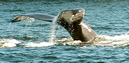 Humpback whales come and go with the schools of herring